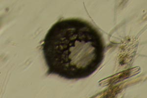 Netzelia corona shell