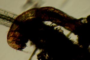 Midge larva