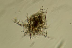 Copepod larva