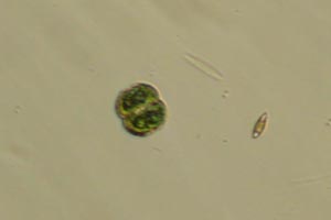 Cosmarium, diatom