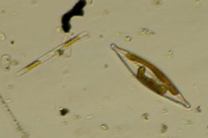 Diatoms