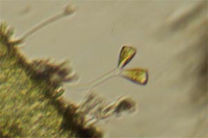 Diatoms