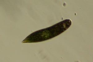 Euglena