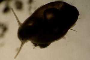 Tadpole snail