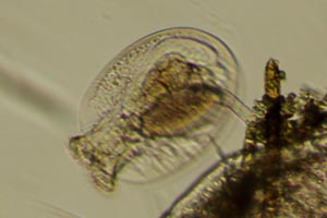 Testudinella