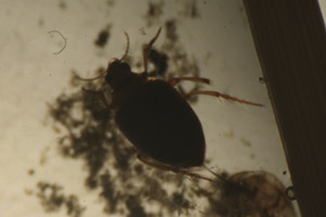 Water beetle