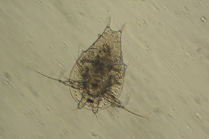 Copepod larva