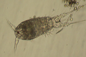 Copepod