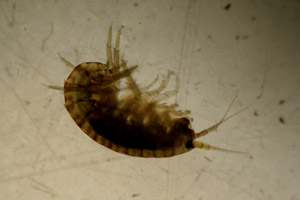 Amphipod