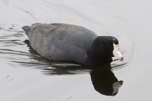 American coot