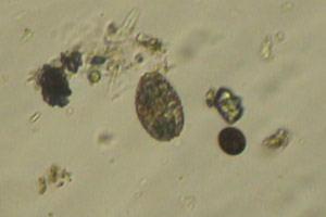 Colepid, Trachelomonas