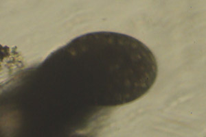 Ciliate