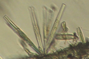 Diatoms