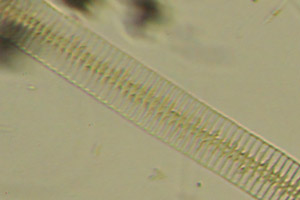 Diatoms