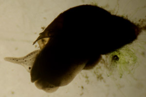 Pond snail
