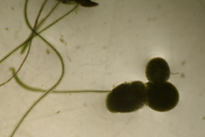 Duckweed