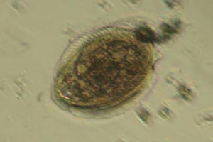 Phacodinium metchnikoffi
