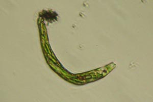 Euglena