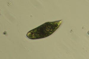 Euglena