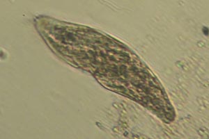 Ciliate