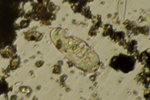 Ciliate