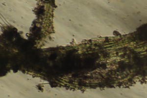 Cyanobacteria