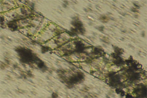 Spirogyra
