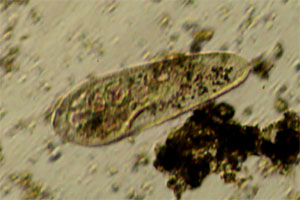 Paramecium