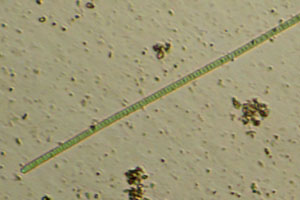 Cyanobacteria