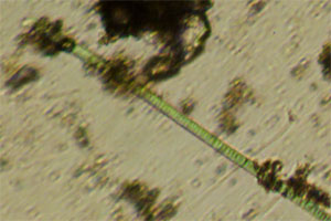 Cyanobacteria