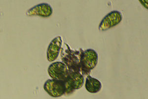 Euglena