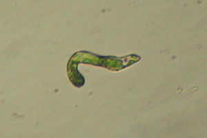 Euglena