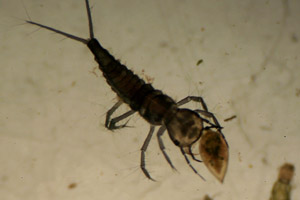 Diving beetle larva