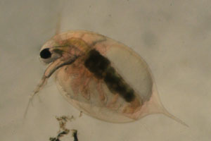 Daphnia