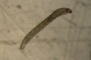 Mide larva