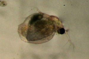 Ceriodaphnia