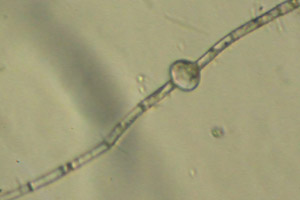 Chlorophyte