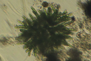 Chaetophorales