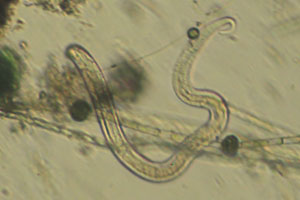 Roundworm