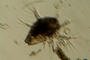 Copepod larva