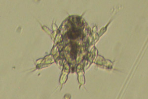 Copepod larva