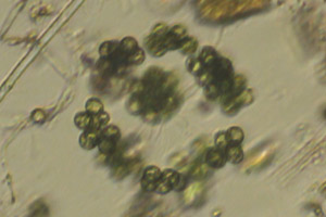 Chlorophyte
