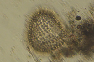 Woronichinia naegeliana