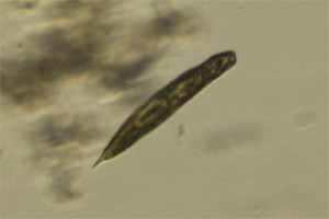 Lepocinclis
