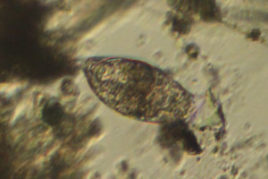 Colurella